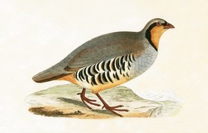 पी ग्रेका, वार, चार्ल्स रॉबर्ट ब्री (1811-86) द्वारा 1867 में प्रकाशित &39;ए हिस्ट्री ऑफ द बर्ड्स ऑफ बर्ड्स नॉट अ ऑब्जर्व्ड इन द ब्रिटिश आइल&39;,