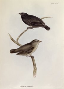 जियोसिफ़ा परुला की जोड़ी, चार्ल्स डार्विन (1809-92), 1840 द्वारा एचएमएस बीगल, 1832-36 की यात्रा के चित्रण से चित्रण द्वारा अंग्रेजी स्कूल