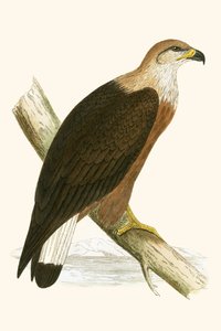 चार्ल्स रॉबर्ट ब्री (1811-86) द्वारा 1867 में प्रकाशित &39;ए हिस्ट्री ऑफ द बर्ड्स ऑफ द बर्ड्स नॉट अ ऑब्जर्व्ड इन द ब्रिटिश आइल्स&39; का चित्रण पल्सस सी ईगल द्वारा अंग्रेजी स्कूल