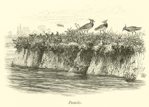 Peewits द्वारा अंग्रेजी स्कूल