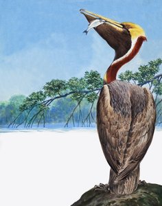 हवासील द्वारा अंग्रेजी स्कूल