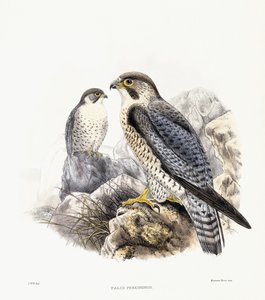 पेरेग्रीन फाल्कन - फाल्को पेरेग्रीनस, 1894-1899 द्वारा अंग्रेजी स्कूल