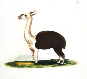 पेरू गुआनाको, c.1810 (कागज पर पानी के रंग का) द्वारा अंग्रेजी स्कूल