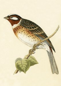 पाइन बंटिंग, चार्ल्स रॉबर्ट ब्री (1811-86) द्वारा 1867 में प्रकाशित &39;ए हिस्ट्री ऑफ बर्ड्स ऑफ द बर्ड्स नॉट अ ऑब्जर्व्ड इन द ब्रिटिश आइल्स&39; का चित्र द्वारा अंग्रेजी स्कूल