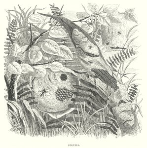  द्वारा अंग्रेजी स्कूल