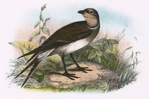 Pratincole द्वारा अंग्रेजी स्कूल