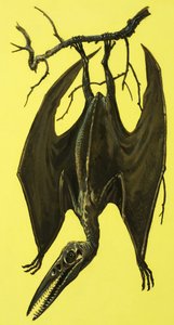 pterodactyls द्वारा अंग्रेजी स्कूल