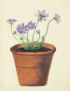 टेराकोटा पॉट में बैंगनी फूल, c.1825 (कागज पर wc)