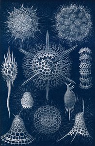 Radiolarians द्वारा अंग्रेजी स्कूल