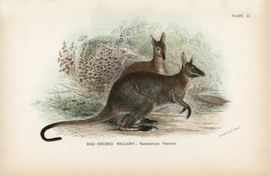 रेड-नेक्ड Wallaby_Tasmanian किस्म द्वारा अंग्रेजी स्कूल
