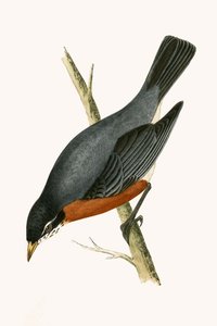 रेड ब्रेस्टेड थ्रश, चार्ल्स रॉबर्ट ब्री (1811-86) द्वारा 1867 में प्रकाशित &39;ए हिस्ट्री ऑफ द बर्ड्स ऑफ बर्ड्स नॉट अ ऑब्जर्व्ड इन द ब्रिटिश आइल&39;, द्वारा अंग्रेजी स्कूल