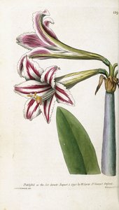 लाल और सफेद धारीदार लिली, 1799-1810 द्वारा अंग्रेजी स्कूल