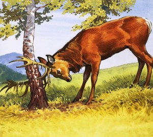 लाल हिरण सफाई एंटीलर्स द्वारा अंग्रेजी स्कूल
