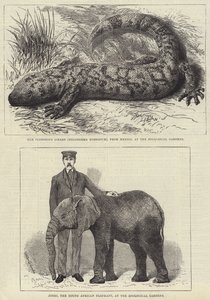 लंदन चिड़ियाघर के निवासी (उत्कीर्णन) द्वारा अंग्रेजी स्कूल