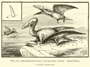 Rhamphorhynchus Bucklandi, Goldf, पुनर्स्थापित द्वारा अंग्रेजी स्कूल