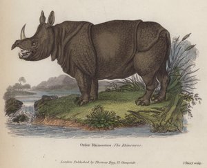 गैंडा (रंगीन उत्कीर्णन) द्वारा अंग्रेजी स्कूल