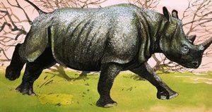 गैंडा द्वारा अंग्रेजी स्कूल