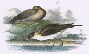 रिचर्डसन की स्कुआ