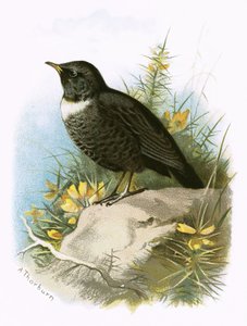 अंगूठी Ouzel