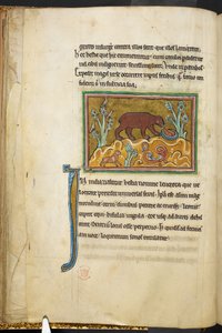 रॉयल 12 F.XIII, f.22v शावकों को देखता हुआ एक भालू। बेस्टियरी (ff. 3-141), लैपिडरी (ff. 141v-149) 13वीं सदी की दूसरी तिमाही द्वारा अंग्रेजी स्कूल