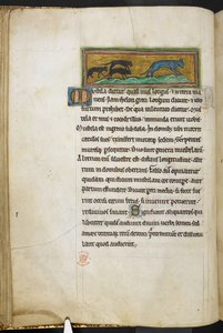 रॉयल 12 F.XIII, f.43v चूहे एक बिल्ली का पीछा करते हुए, बेस्टियरी (ff. 3-141), लैपिडरी (ff. 141v-149) से, 13वीं शताब्दी की दूसरी तिमाही (वेल्लम) द्वारा अंग्रेजी स्कूल