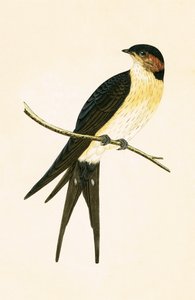 1867 में प्रकाशित चार्ल्स रॉबर्ट ब्री (1811-86) द्वारा &39;ए हिस्ट्री ऑफ द बर्ड्स ऑफ बर्ड्स नॉट अ ऑब्जर्व्ड इन द ब्रिटिश आइल्स&39; का चित्रण रूफस स्वोलो