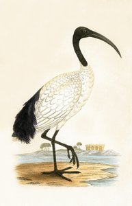 सेक्रेड इबिस, चार्ल्स रॉबर्ट ब्री (1811-86) द्वारा 1867 में प्रकाशित &39;ए हिस्ट्री ऑफ द बर्ड्स ऑफ बर्ड्स नॉट अ ऑब्जर्व्ड इन द ब्रिटिश आइल&39; का चित्रण द्वारा अंग्रेजी स्कूल