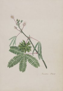 संवेदनशील पौधा, कविताओं की एक एल्बम से चित्रण, ग्रेफाइट चित्र और जल रंग, c.1828 (कागज पर wc) द्वारा अंग्रेजी स्कूल