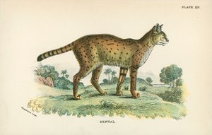 Serval द्वारा अंग्रेजी स्कूल