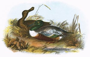 shoveler द्वारा अंग्रेजी स्कूल