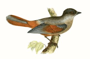 साइबेरियाई जे, चार्ल्स रॉबर्ट ब्री (1811-86) द्वारा 1867 में प्रकाशित &39;ए हिस्ट्री ऑफ द बर्ड्स ऑफ बर्ड्स नॉट अ ऑब्जर्व्ड इन द ब्रिटिश आइल्स&39; का चित्रण।