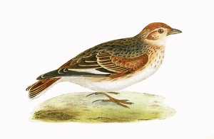 साइबेरियाई लार्क, चार्ल्स रॉबर्ट ब्री (1811-86) द्वारा 1867 में प्रकाशित &39;ए हिस्ट्री ऑफ बर्ड्स ऑफ बर्ड्स नॉट अ ऑब्जर्व्ड इन द ब्रिटिश आइल&39; का चित्रण, 1867 (रंग लिथो) द्वारा अंग्रेजी स्कूल