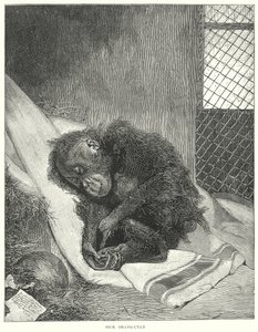  द्वारा अंग्रेजी स्कूल