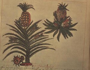 स्लोअन 4013 f.16v #39;डिस्क्रिप्शन्स ऑफ इंडियन प्लांट्स#39; से अनानास के पेड़ द्वारा अंग्रेजी स्कूल