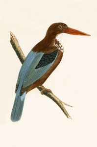 स्मिर्ना किंगफ़िशर, चार्ल्स रॉबर्ट ब्री (1811-86) द्वारा 1867 में प्रकाशित &39;ए हिस्ट्री ऑफ़ द बर्ड्स ऑफ़ नॉट द ऑब्ज़र्वेटेड इन द ब्रिटिश आइल्स&39; का चित्रण द्वारा अंग्रेजी स्कूल