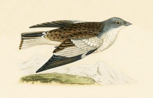 स्नो फिंच, चार्ल्स रॉबर्ट ब्री (1811-86) द्वारा 1867 में प्रकाशित &39;ए हिस्ट्री ऑफ द बर्ड्स ऑफ नॉट ऑब्जर्व्ड इन द ब्रिटिश आइल्स&39; का चित्र