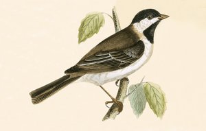 चार्ल्स रॉबर्ट ब्री (1811-86) द्वारा 1867 में प्रकाशित &39;ए हिस्ट्री ऑफ द बर्ड्स ऑफ बर्ड्स नॉट अ ऑब्जर्व्ड इन द ब्रिटिश बर्ड्स&39; का चित्र द्वारा अंग्रेजी स्कूल