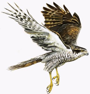 Sparrowhawk द्वारा अंग्रेजी स्कूल
