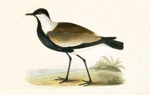 स्पोर विंग्ड प्लोवर, चार्ल्स रॉबर्ट ब्री (1811-86) द्वारा 1867 में प्रकाशित &39;ए हिस्ट्री ऑफ द बर्ड्स ऑफ बर्ड्स नॉट इन ऑब्जर्वेटेड इन द ब्रिटिश आइल&39; का चित्रण। द्वारा अंग्रेजी स्कूल