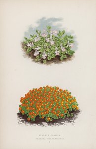 स्टैचिस कोर्सिका; नेरटेरा स्कैपैनिओइड्स (रंग लिथो) द्वारा अंग्रेजी स्कूल