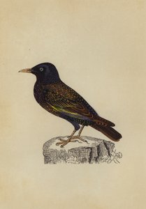 स्टार्लिंग (रंग लिथो) द्वारा अंग्रेजी स्कूल