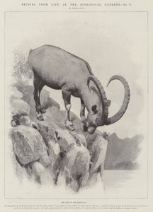जूलॉजिकल गार्डन में जीवन से अध्ययन (उत्कीर्णन) द्वारा अंग्रेजी स्कूल