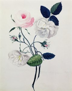 सफेद और गुलाबी गुलाब का अध्ययन, c.1820 (कागज पर पानी के रंग का) द्वारा अंग्रेजी स्कूल