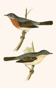 उप-अल्पाइन वार्बलर, चार्ल्स रॉबर्ट ब्री (1811-86) द्वारा 1867 में प्रकाशित &39;ए हिस्ट्री ऑफ द बर्ड्स ऑफ बर्ड्स नॉट अ ऑब्जर्व्ड इन द ब्रिटिश आइल्स&39; का चित्रण। द्वारा अंग्रेजी स्कूल