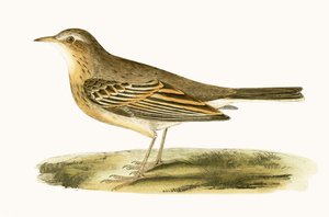 चार्ल्स रॉबर्ट ब्री (1811-86) द्वारा 1867 में प्रकाशित &39;ए हिस्ट्री ऑफ द बर्ड्स ऑफ बर्ड्स नॉट अ ऑब्जर्व्ड इन द ब्रिटिश आइल्स&39; का चित्रण टैनी पिपिट द्वारा अंग्रेजी स्कूल
