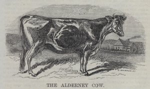 Alderney गाय (उत्कीर्णन) द्वारा अंग्रेजी स्कूल