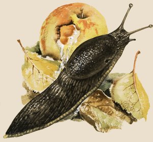 द ब्लैक स्लग द्वारा अंग्रेजी स्कूल