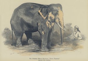 बर्मीज़ व्हाइट हाथी, "टौंग तलौंग", मिस्टर बार्नम (कलर लिथो) द्वारा आयात किया गया द्वारा अंग्रेजी स्कूल