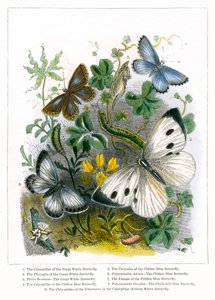  द्वारा अंग्रेजी स्कूल