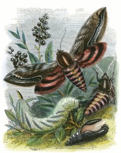 बटरफ्लाई विविअरी